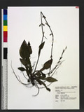 Ainsliaea latifolia (D. Don) Sch. Bip. subsp. henryi (Diels) H. Koyama OWl
