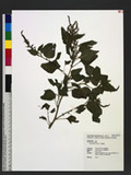 Amaranthus viridis L. A