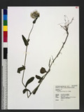 Conyza japonica (Thunb.) Less. 饻
