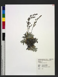 Artemisia kawakamii Hayata s