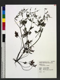 Geranium robertianum L. ~ҳ{