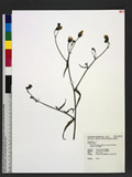 Picris hieracioides L. subsp. morrisonensis (Hayata) Kitamura ɤss