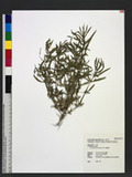 Alternanthera nodiflora R. Brown l
