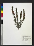 Leptospermum scoparium J. R. Forst. et G. Forst. Q