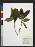 Hydrangea chinensis Maxim. ؤKP