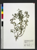 Indigofera trifoliata L. 三葉木藍