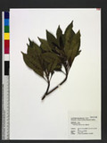 Elaeocarpus argenteus Merr. ^
