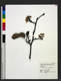 Pyrus taiwanensis Iketani & Ohashi OW