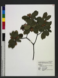 Rhaphiolepis indica (L.) Lindl. ex Ker var. tashiroi Hayata ex Matsumura & Hayata ۴