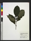 Psychotria manillensis Bartl. ex DC. [yE`