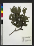 Liodendron formosanum (Kaneh. & Sasaki ex Shimada) H. Keng OW