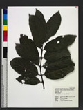 Lasianthus wallichii Wight 긭˾