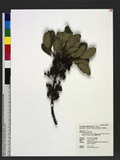 Daphniphyllum glaucescens Blume subsp. oldhamii (Hemsl.) T. C. Huang var. lanyuese T. C. Huang ַ