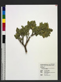 Buxus microphylla Siebold & Zucc. subsp. sinica (Rehder & E. H. Wilson) Hatusima 