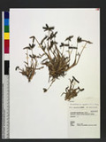 Dactyloctenium aegyptium (L.) P. Beauv. sT