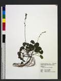 Ainsliaea secundiflora Hayata 󰭷l