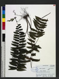 Bolbitis rhizophylla (Kaulf.) Hennipman j뿹
