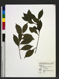 Symplocos congesta Benth. var. theifolia (Hayata) Y. P. Yang & S. Y. Lu Ǥ