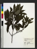Cyclobalanopsis longinux (Hayata) Schott. @GR