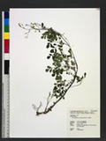 Boenninghausenia albiflora Reichenb. `