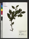 Solanum diphyllum ...