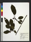 Actinidia callosa Lindl. var. ephippioidea C. F. Liang mnU
