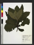 Quercus dentata Thunb. ex Murray ھ