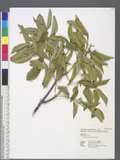 Symplocos glomeratifolia Hayata |tǤ