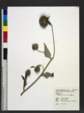 Saussurea deltoidea (DC.) C. B. Clarke OWC쭻