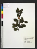 Camellia oleifera Abel. 油茶