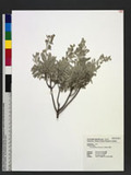 Crossostephium chinense (L.) Makino 