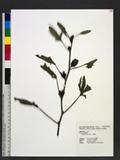 Hibiscus sabdariffa L. 