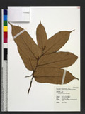 Pterospermum niveum S. Vidal ͤl