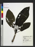 Dendrocnide kotoensis (Hayata ex Yamamoto) Shih & Yang rH