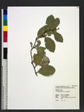 Elaeagnus triflora...