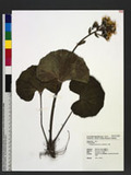 Farfugium japonicum (L.) Kitamura s