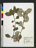 Elaeagnus triflora Roxb. ߻JZl