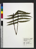 Dryopteris atrata (Wall. ex Kunze) Ching 
