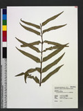 Cyrtomium hookerianum (C. Presl) C. Chr. Ue