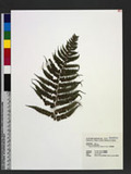 Deparia allantodioides (Bedd.) M. Kato ȿ\