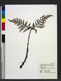 Dryopteris austriaca (Jacq.) Woynar ex Schinz & Thell. ︭