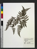 Dryopteris austriaca (Jacq.) Woynar ex Schinz & Thell. ︭