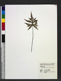 Doryopteris concolor (Langsd. & Fisch.) Kuhn ¤߿
