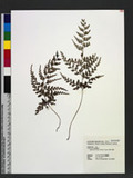 Sphenomeris biflora (Kaulf.) Tagawa Q