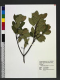 Rhaphiolepis indica (L.) Lindl. ex Ker var. tashiroi Hayata ex Matsumura & Hayata 石斑木