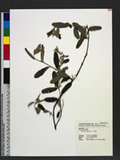 Helicteres angustifolia L. s۳