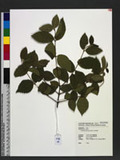 Viburnum luzonicum Rolfe fg