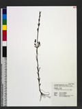 Centranthera cochinchinensis (Lour.) Merr. J¯