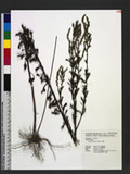 Artemisia japonica...