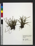 Carex taiwanensis (Ohwi) Akiyama OW